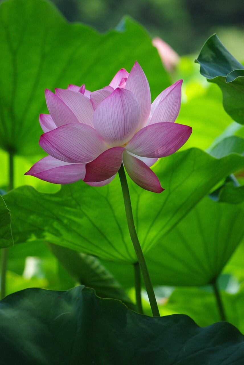 Лотус цветок японский