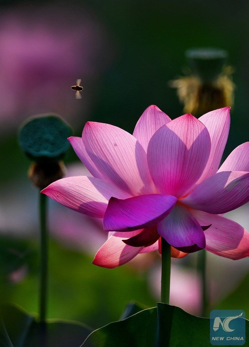 Лотос орехоносный гидрофит