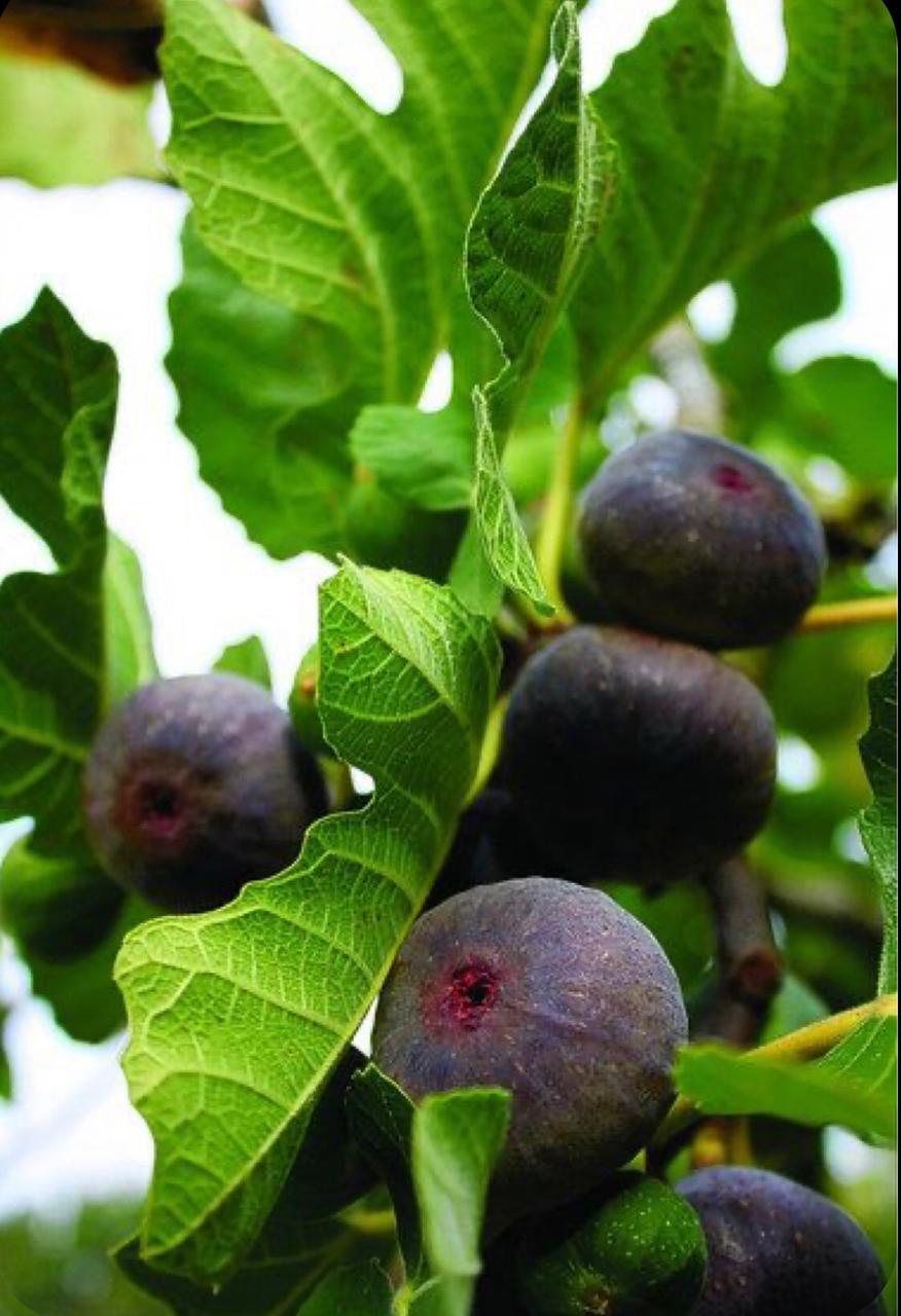 Инжир фиговое дерево