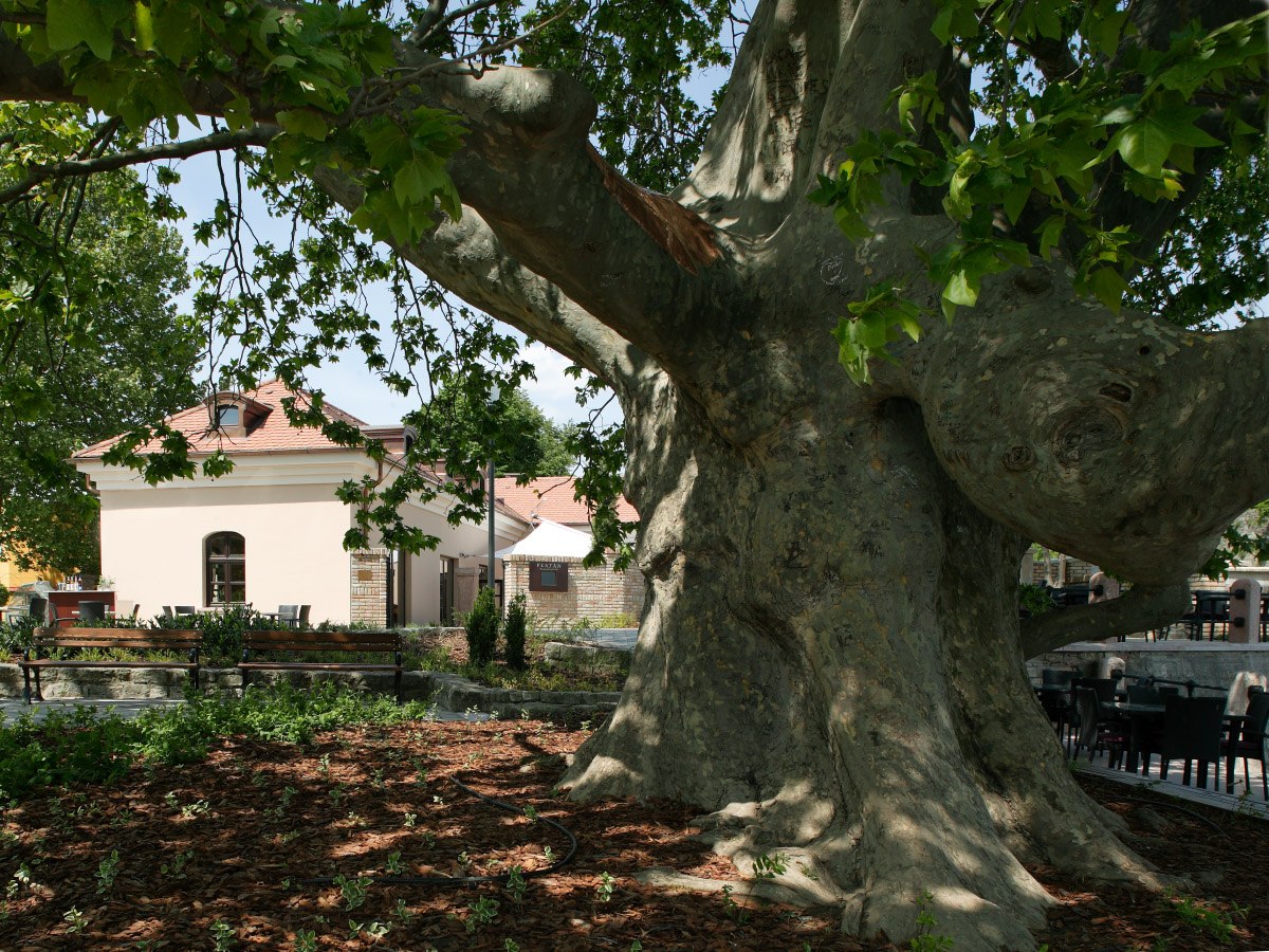 Чинара что это за дерево. Платан Чинара дерево. Платан Восточный (Platanus orientalis). Дерево Платан в Турции. Восточный Платан Чинара Турция.