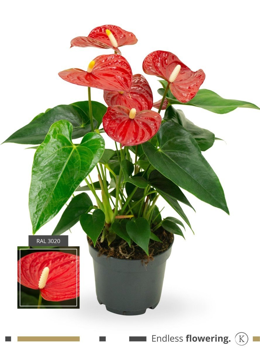 Антуриум андрианум