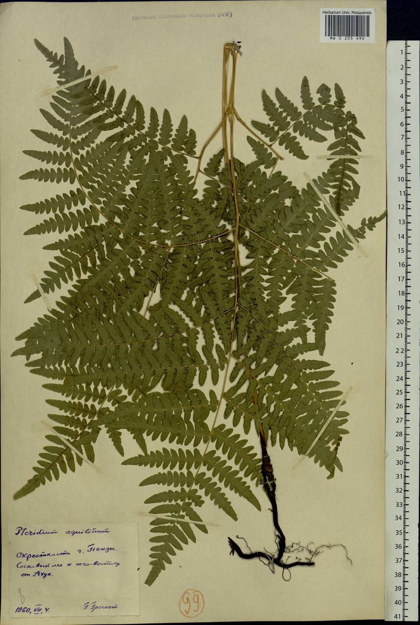 Папоротник Гроздовник