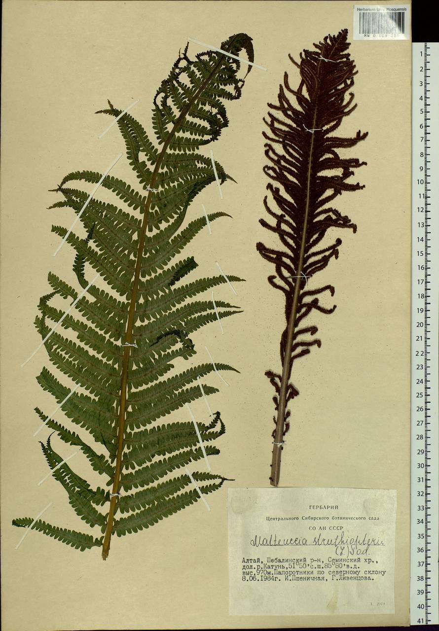 Вайя папоротника