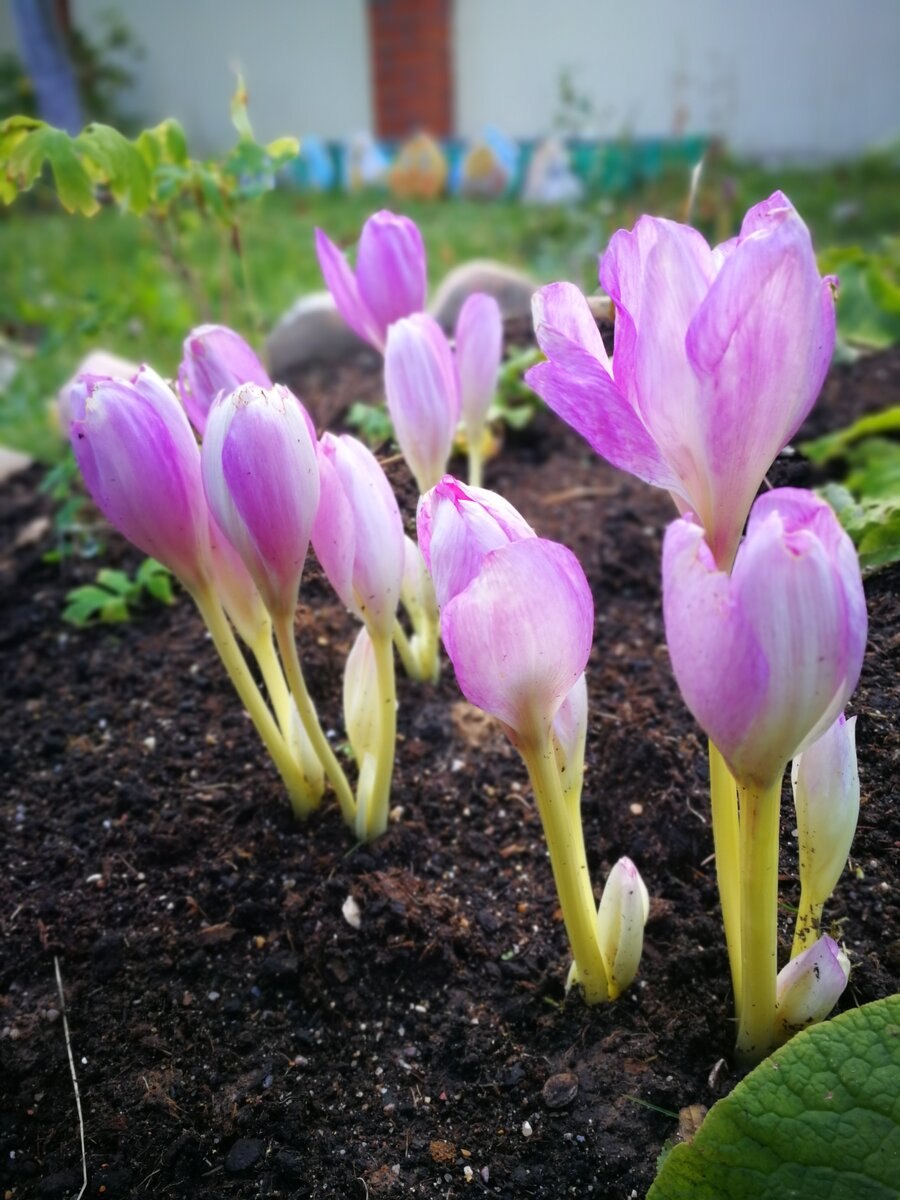 Безвременник осенний альбум