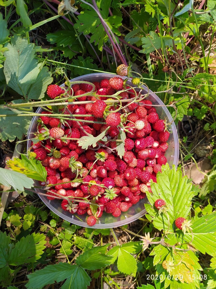 Какие ягоды можно собирать