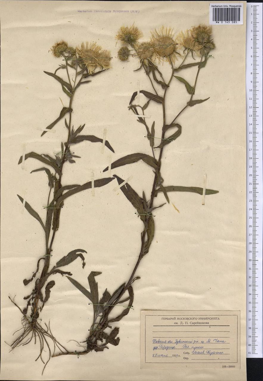 Девясил высокий систематика