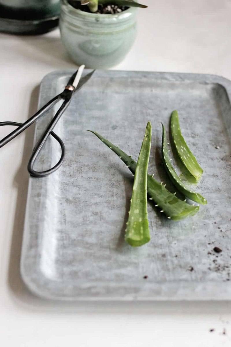 Черенки зигокактуса