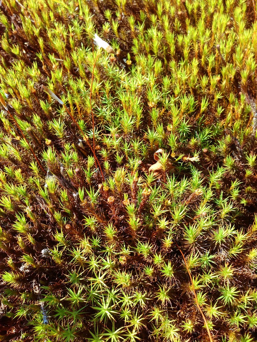 Отдел Моховидные – Bryophyta