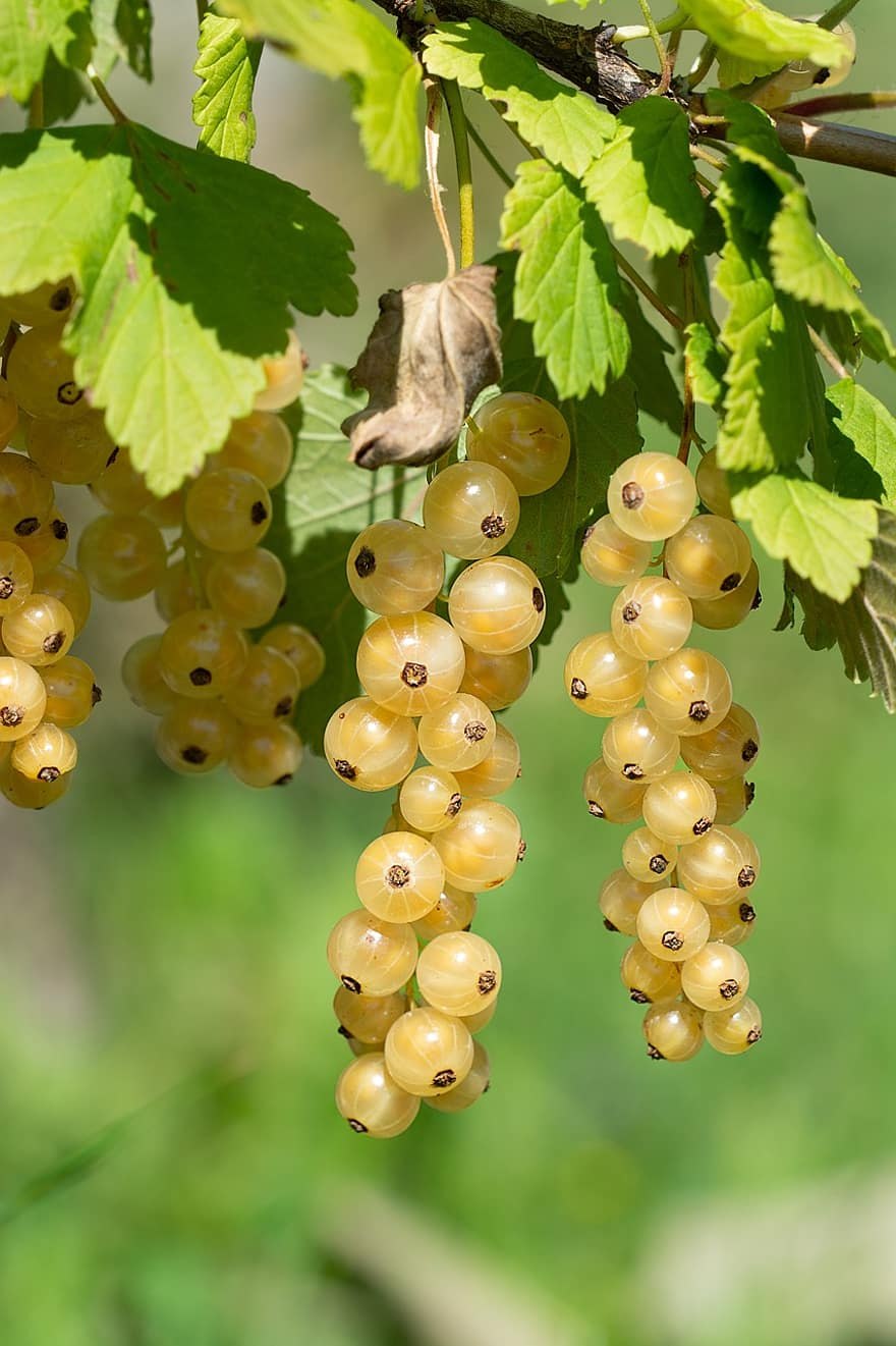 Смородина белая Виксне белая