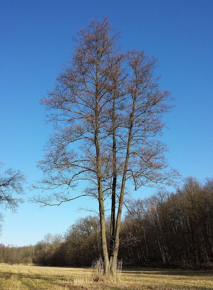 Alnus glutinosa