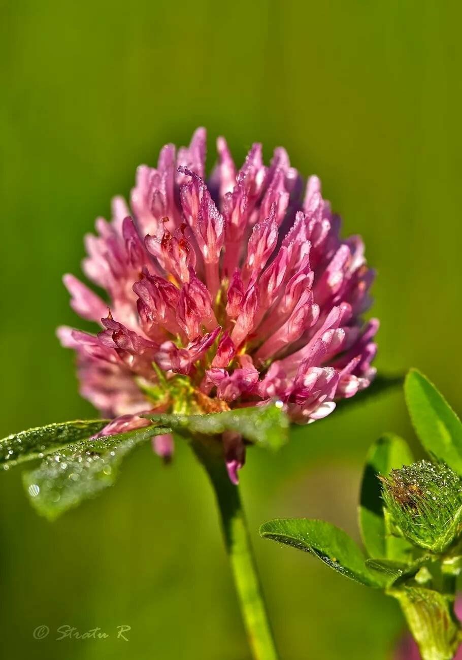 Клевер Луговой Trifolium praténse
