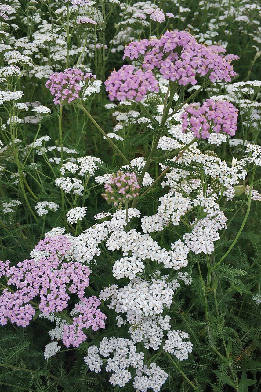 Тысячелистник на даче