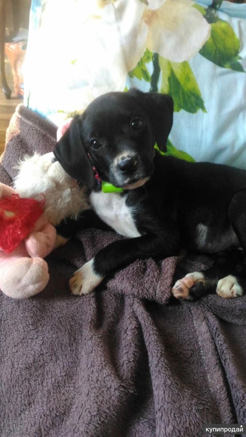 Ольха черная щенки