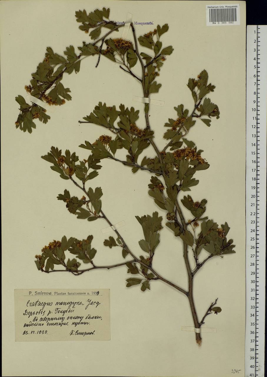 Размножение отводками боярышник