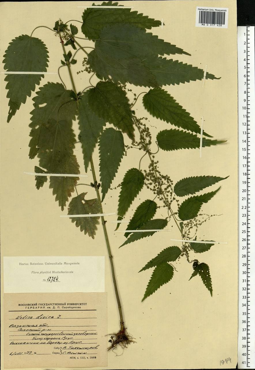 Крапива двудольная