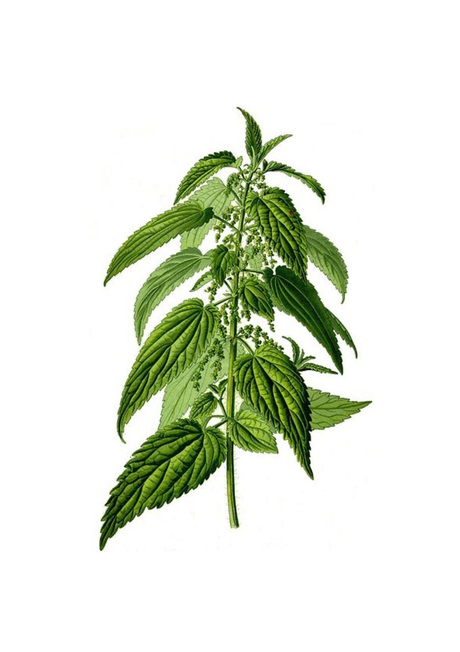 Крапива двудомная экологическая группа