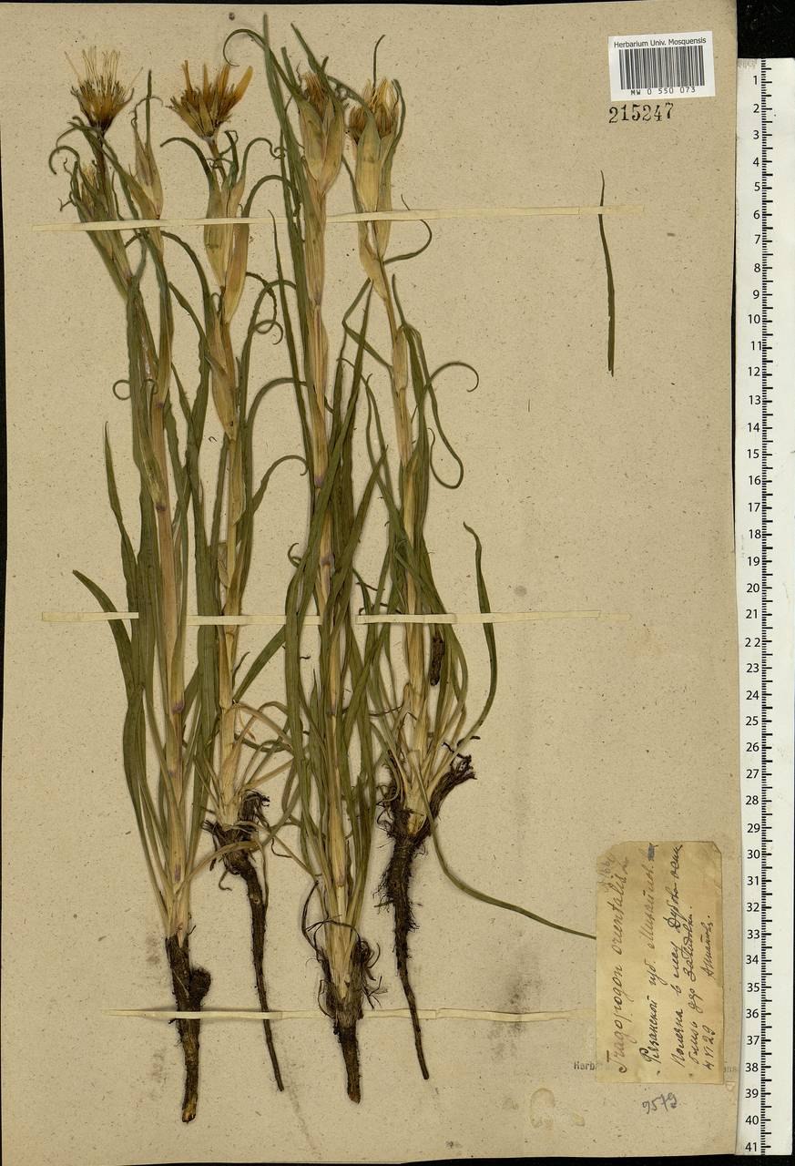 Козлобородник сомнительный Луговой