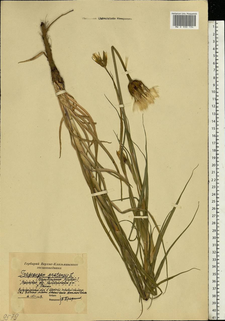 Одуванчик козлобородник