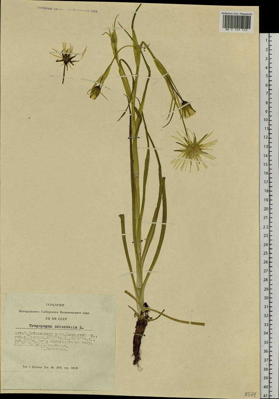 Растение козлобородник пореелистный