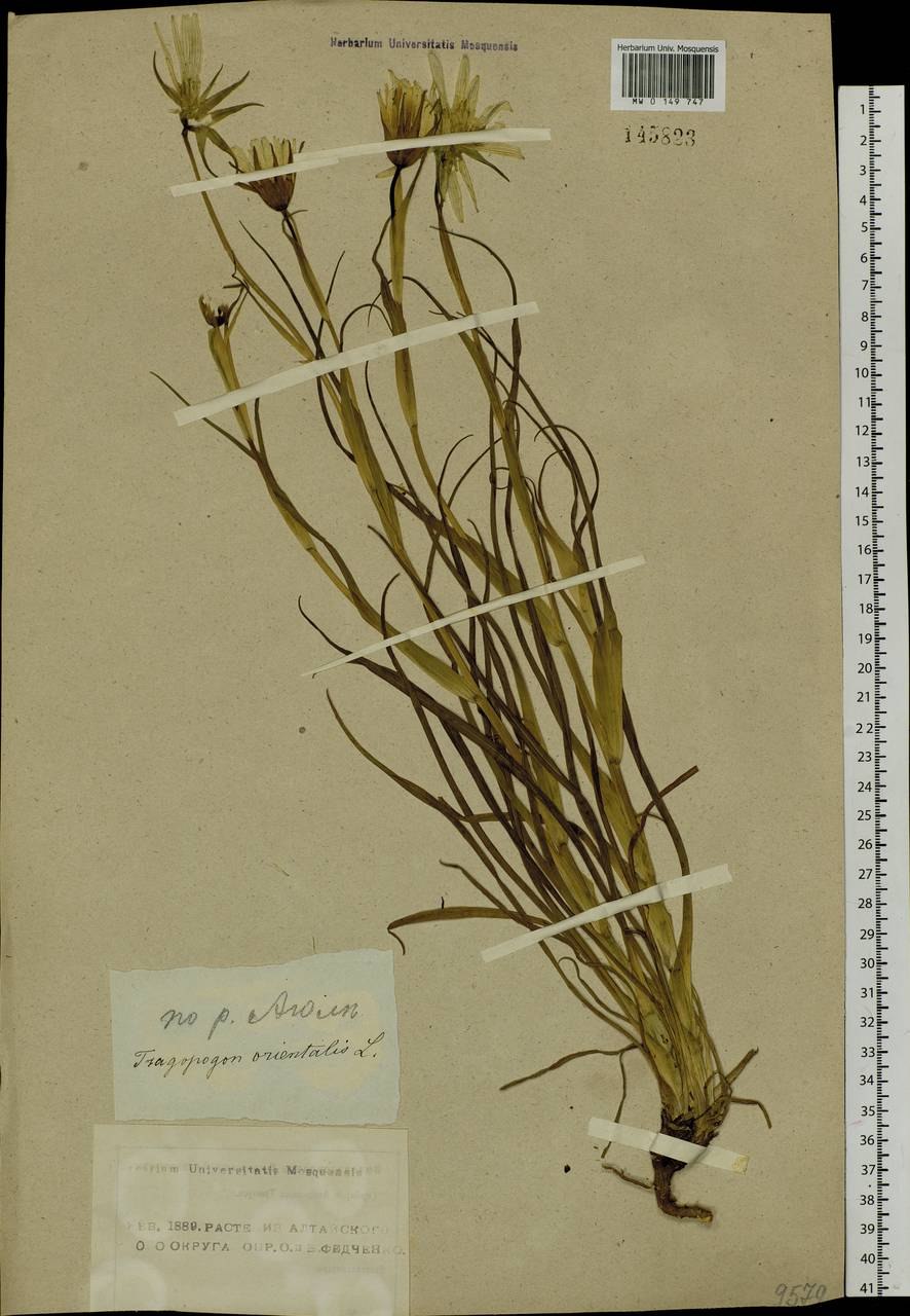 Козлобородник восточный экспресс