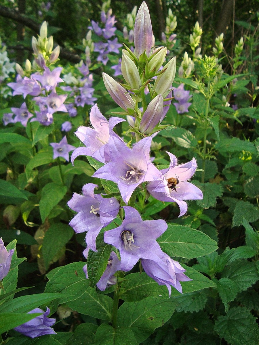 Campanula `Pearlescent White`