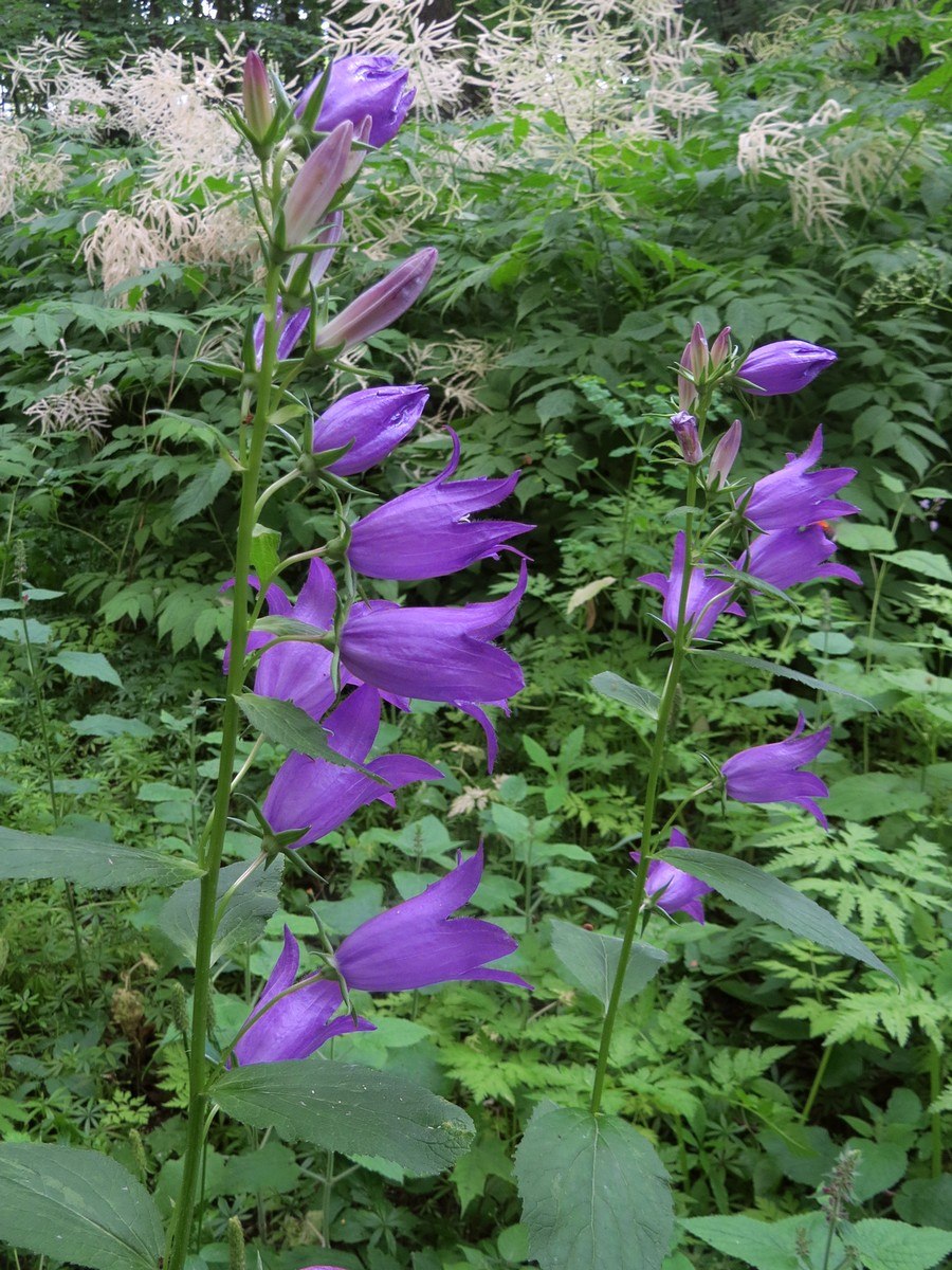 Колокольчик широколистный белый