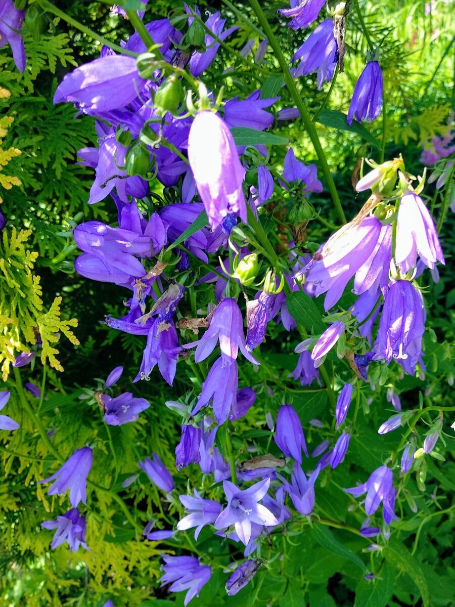 Колокольчик широколистный белый многолетний