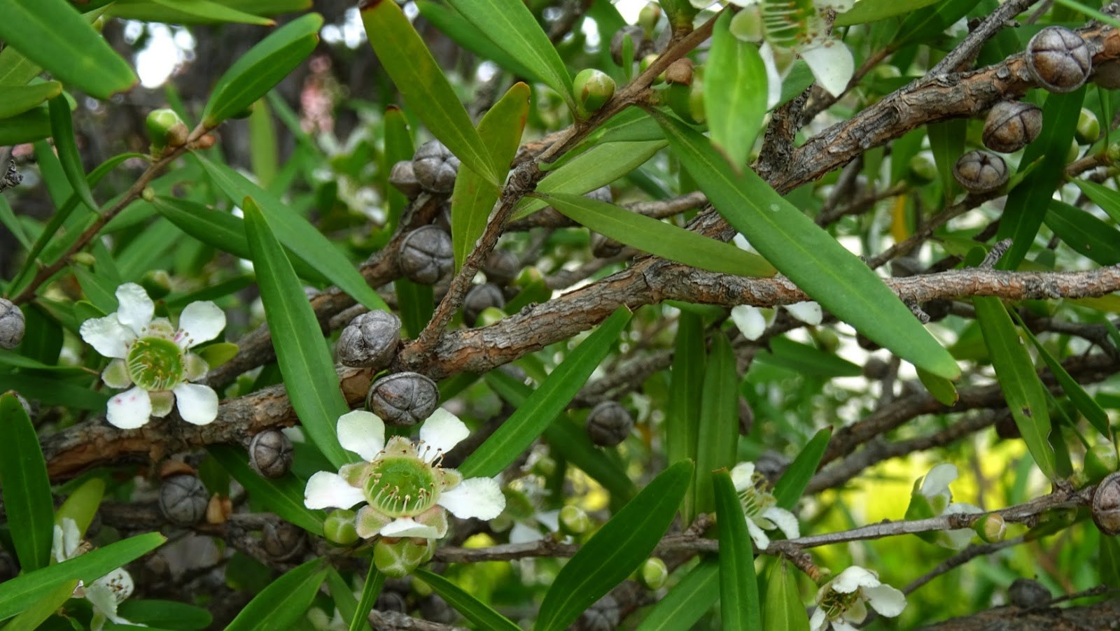 Чайное дерево форум. Melaleuca alternifolia. Чайное дерево Австралия. Асссамское чайное дерево. Чайное дерево растение Melaleuca.