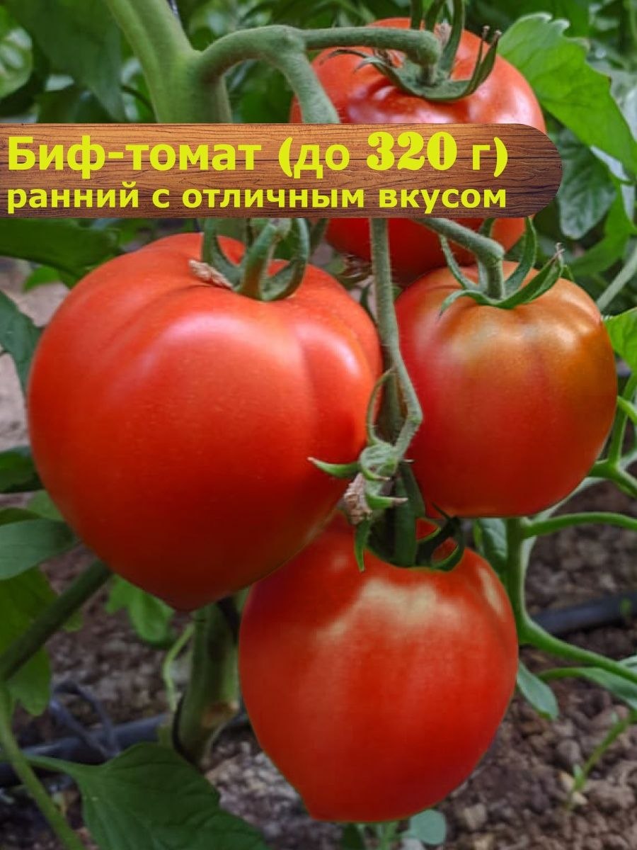 Томат удачный