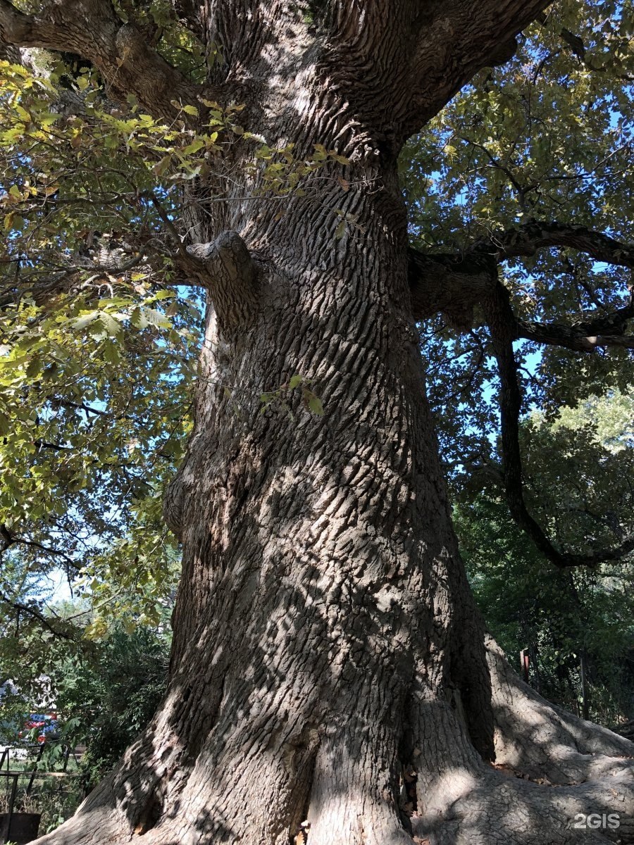 Партизанский дуб Брянской области