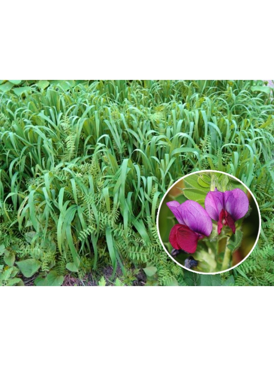 Астрагал растения бобовые