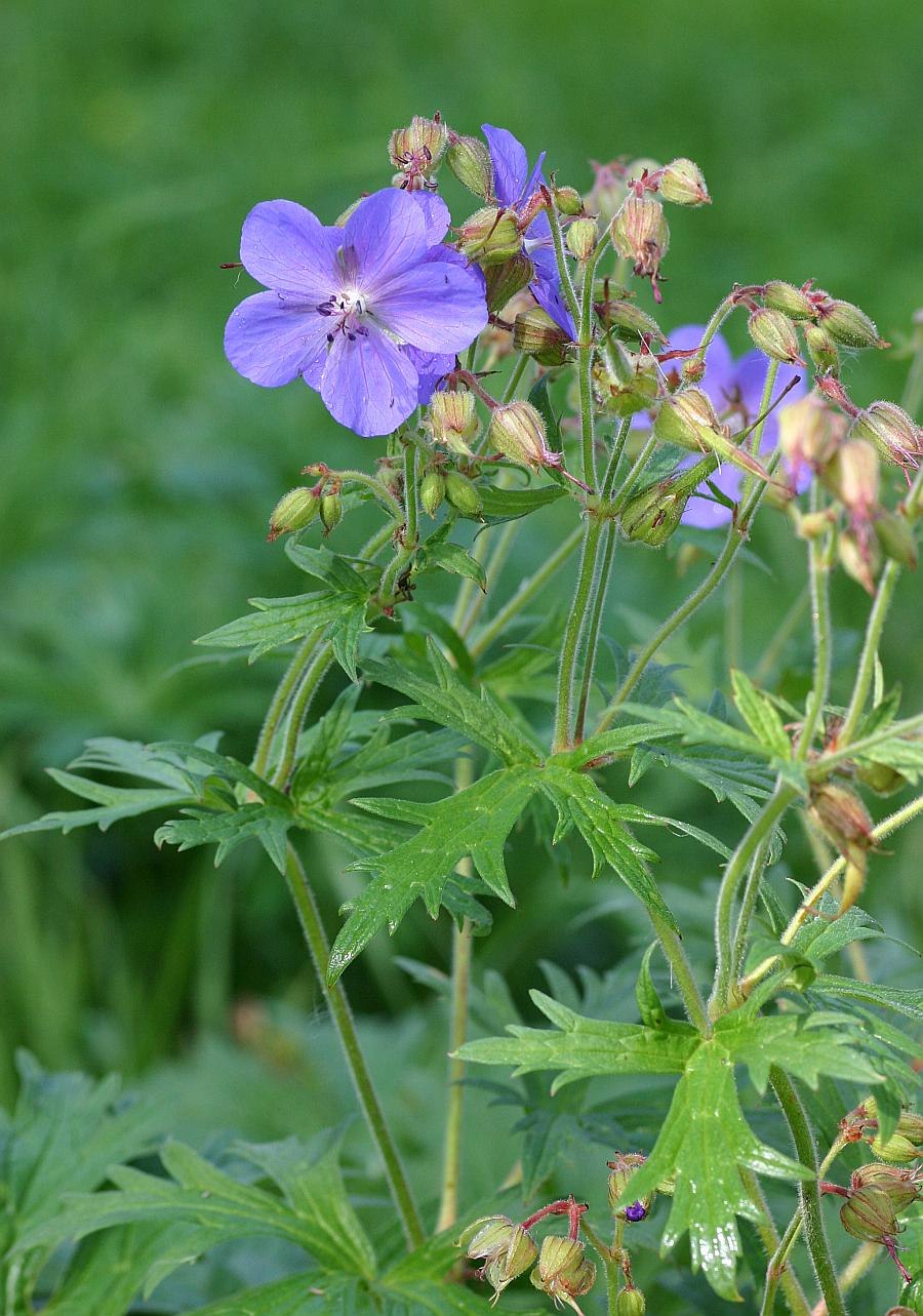 Geranium tauricum Rupr. Герань Крымская