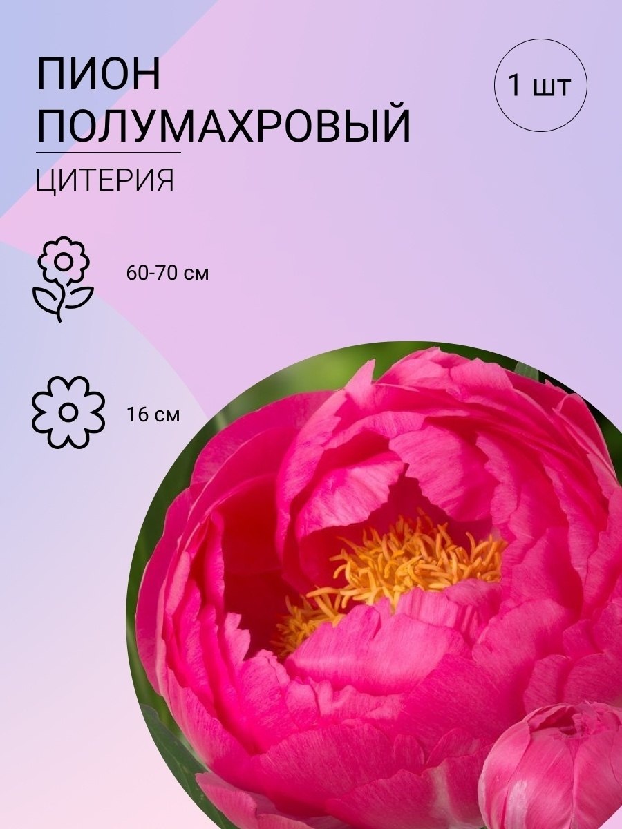 Пион цитерия