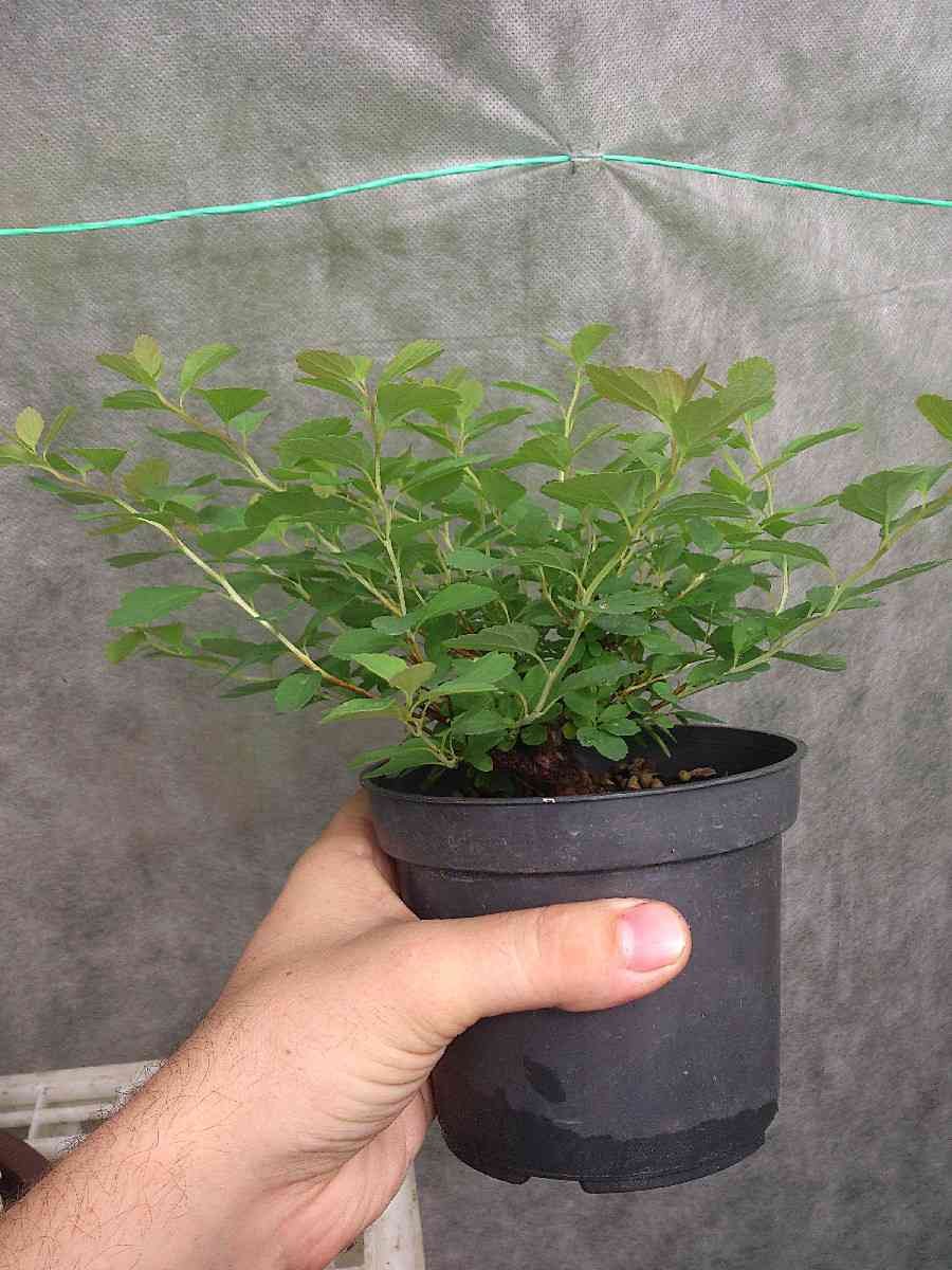 Куст японская спирея подрезка