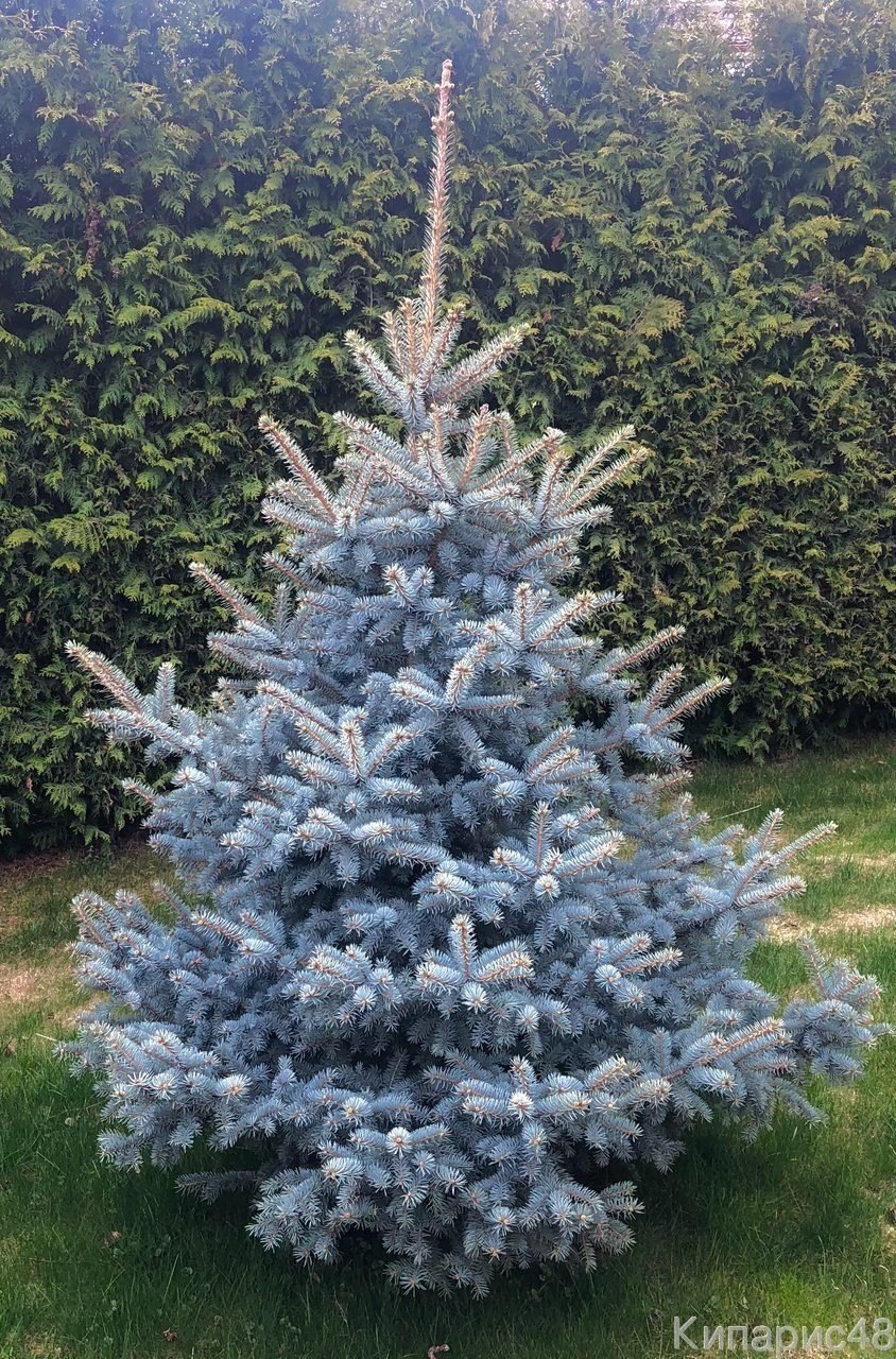 Ель Picea pungens Mecky