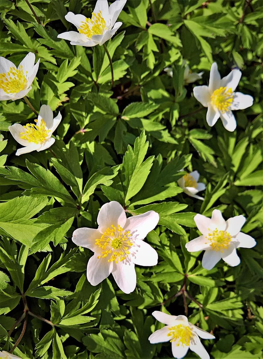 Ветреница лесная красная книга