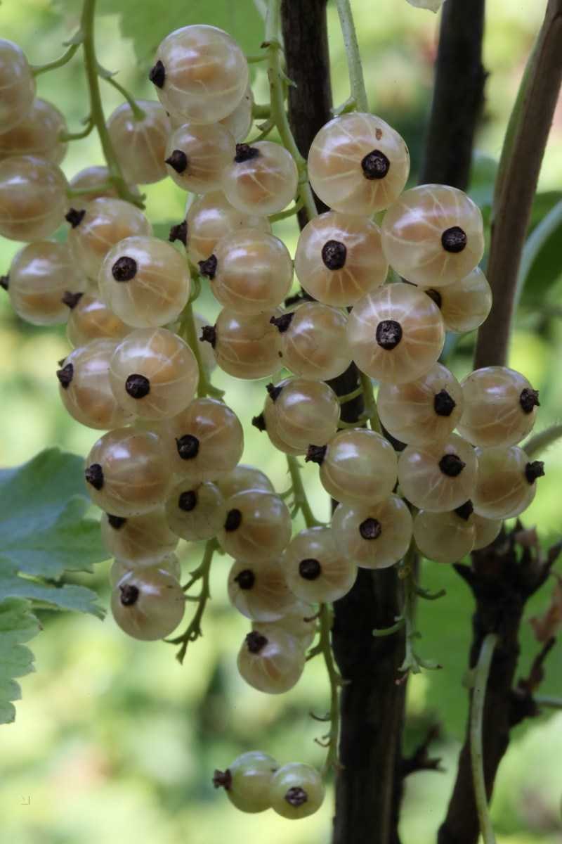 Белая смородина лучшие сорта крупная