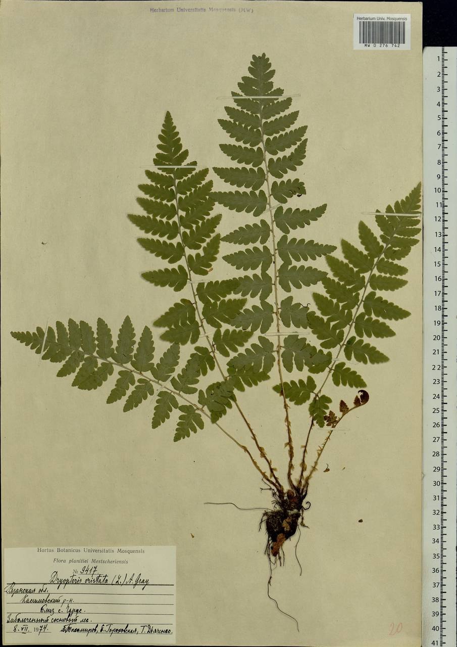 Dryopteris filix-mas(l.) Schott
