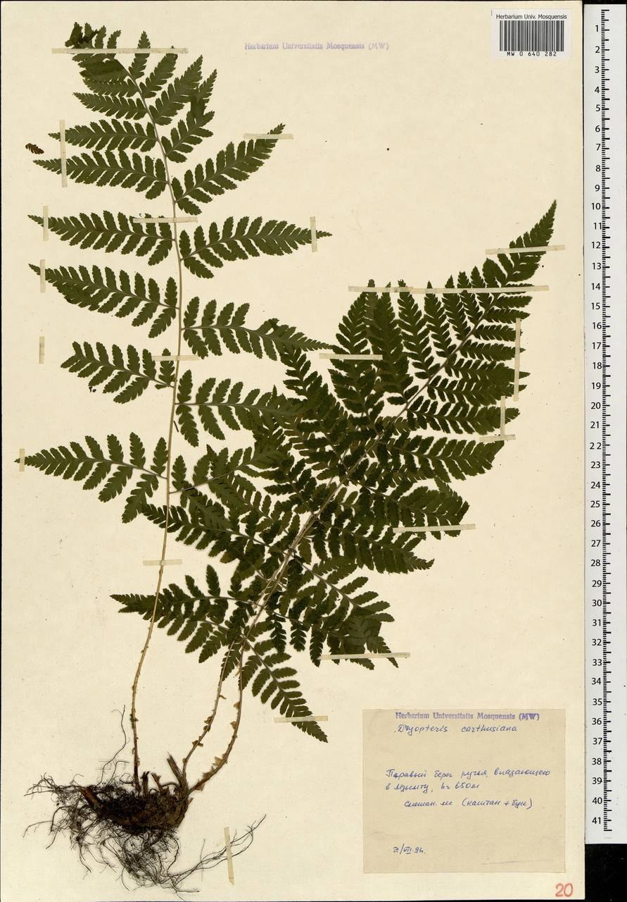 Щитовник австрияка