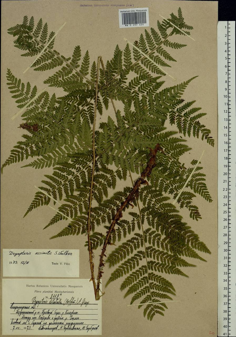 Dryopteris buschiana