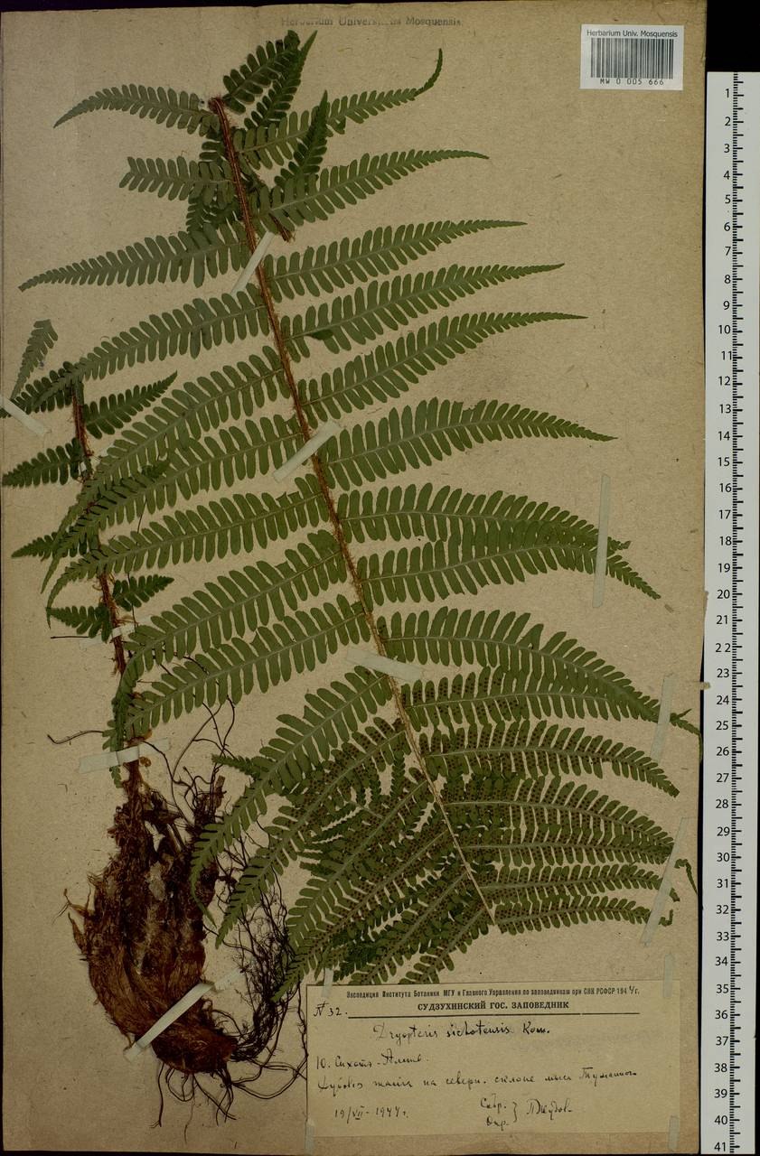 Папоротник Щитовник растение