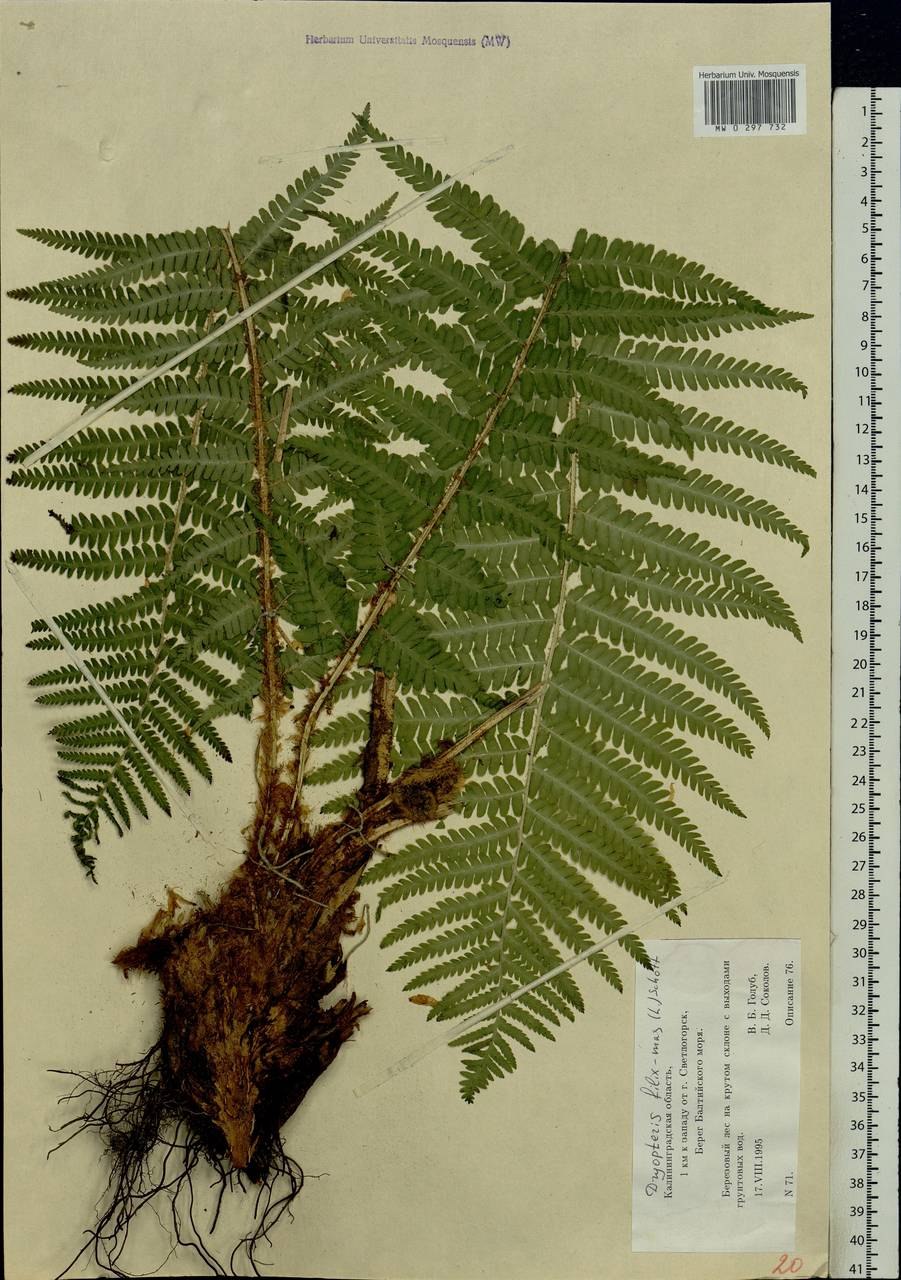 Щитовник корневищный