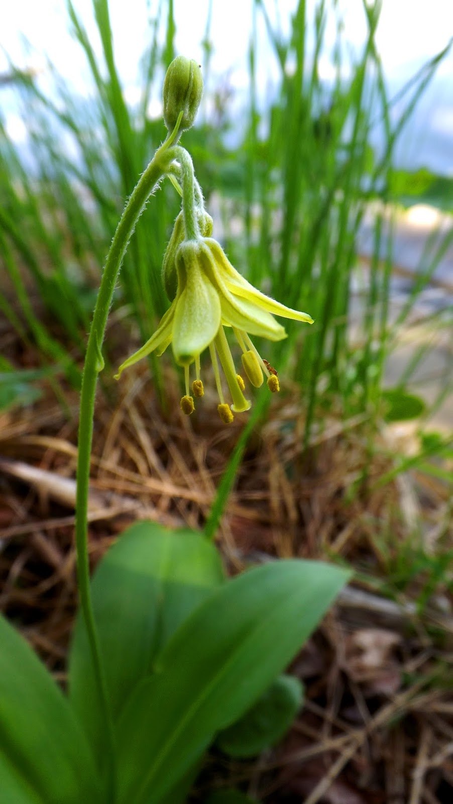 Клинтония растение