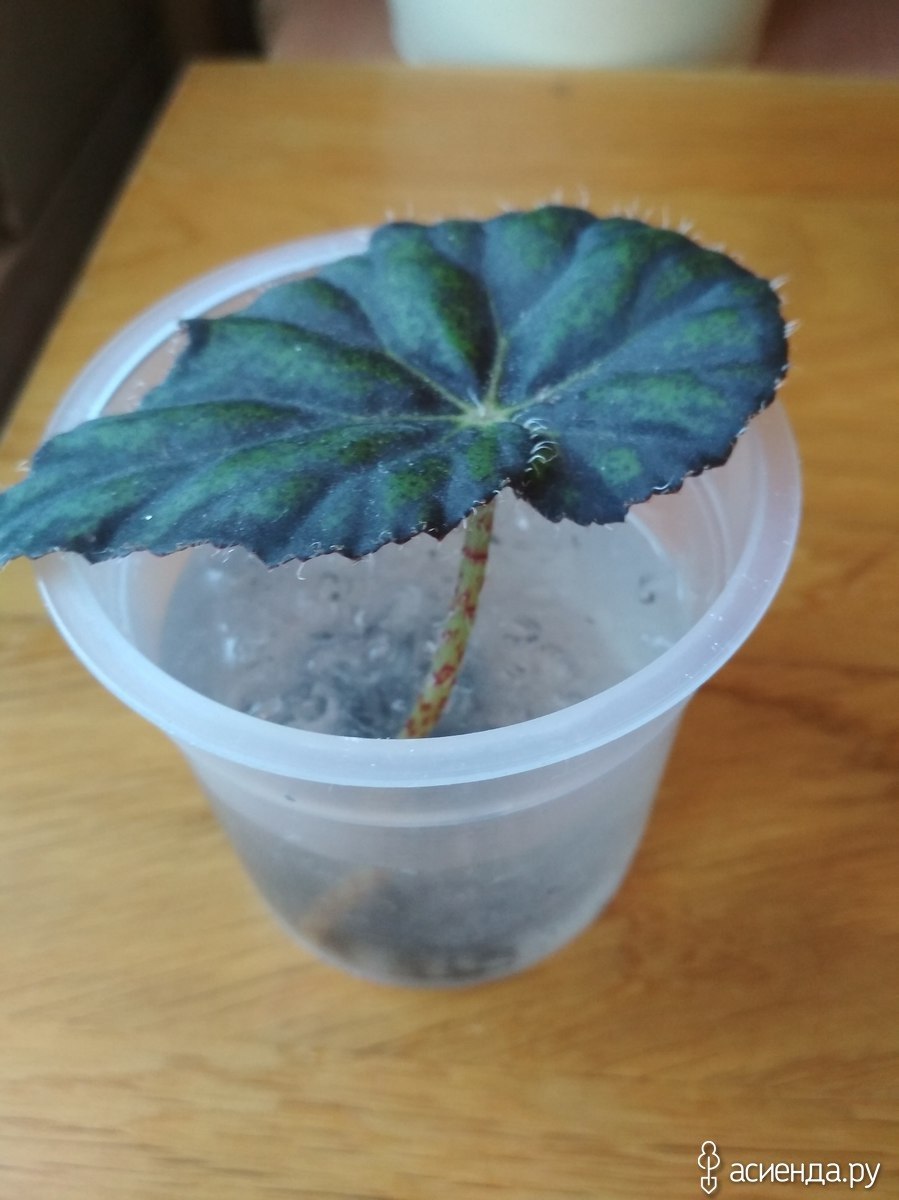 Цветок бегония Элатиор