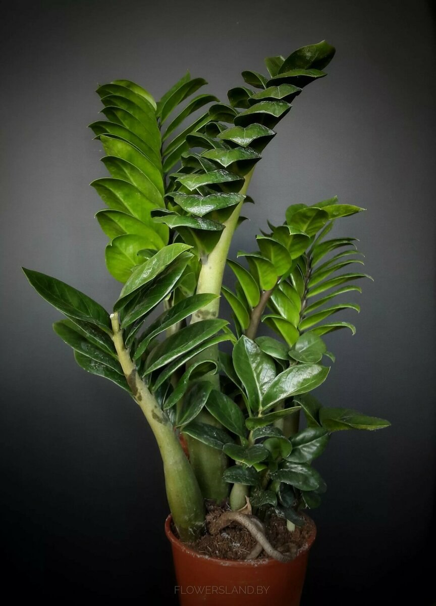 Замиокулькас Зензи