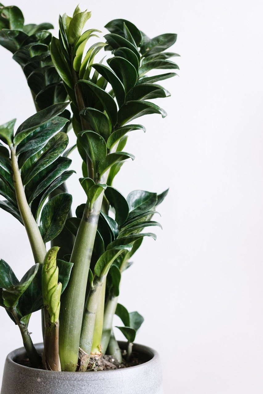 Замиокулькас виды