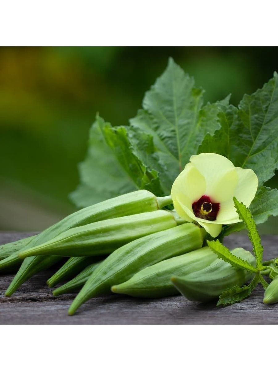 Семена Бамия Юнона, Гавриш