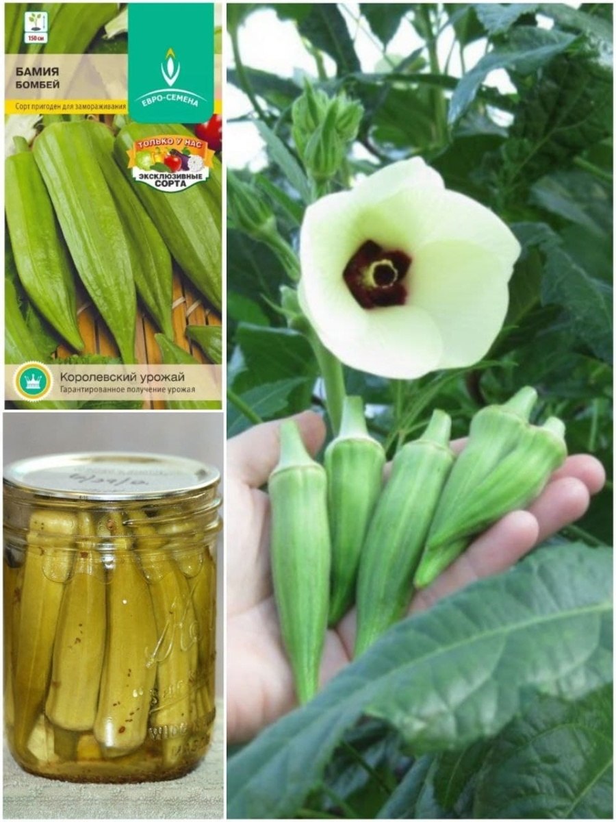 Бамия(окра,Гомбо) что это