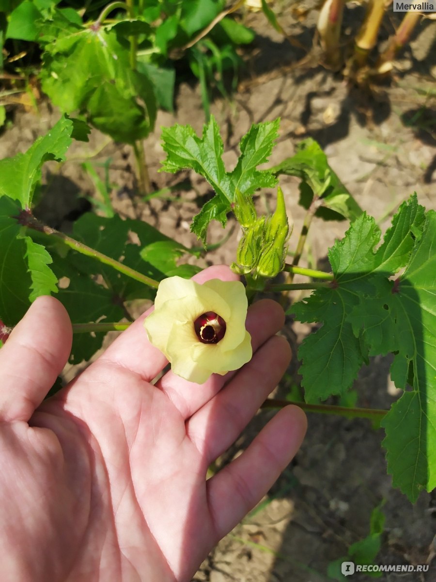 Семена Бамия Юнона