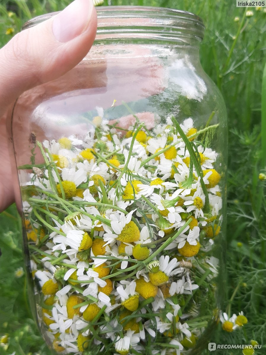 Matricaria recutita Chamomilla officinalis